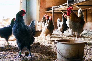 Influenza aviaire – Passage au niveau de risque « élevé »