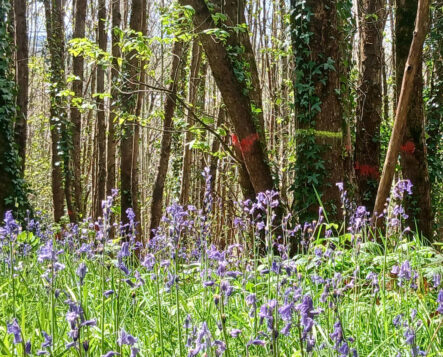 Gestion durable du Bois de la Butte > Les Châtelliers-Châteaumur