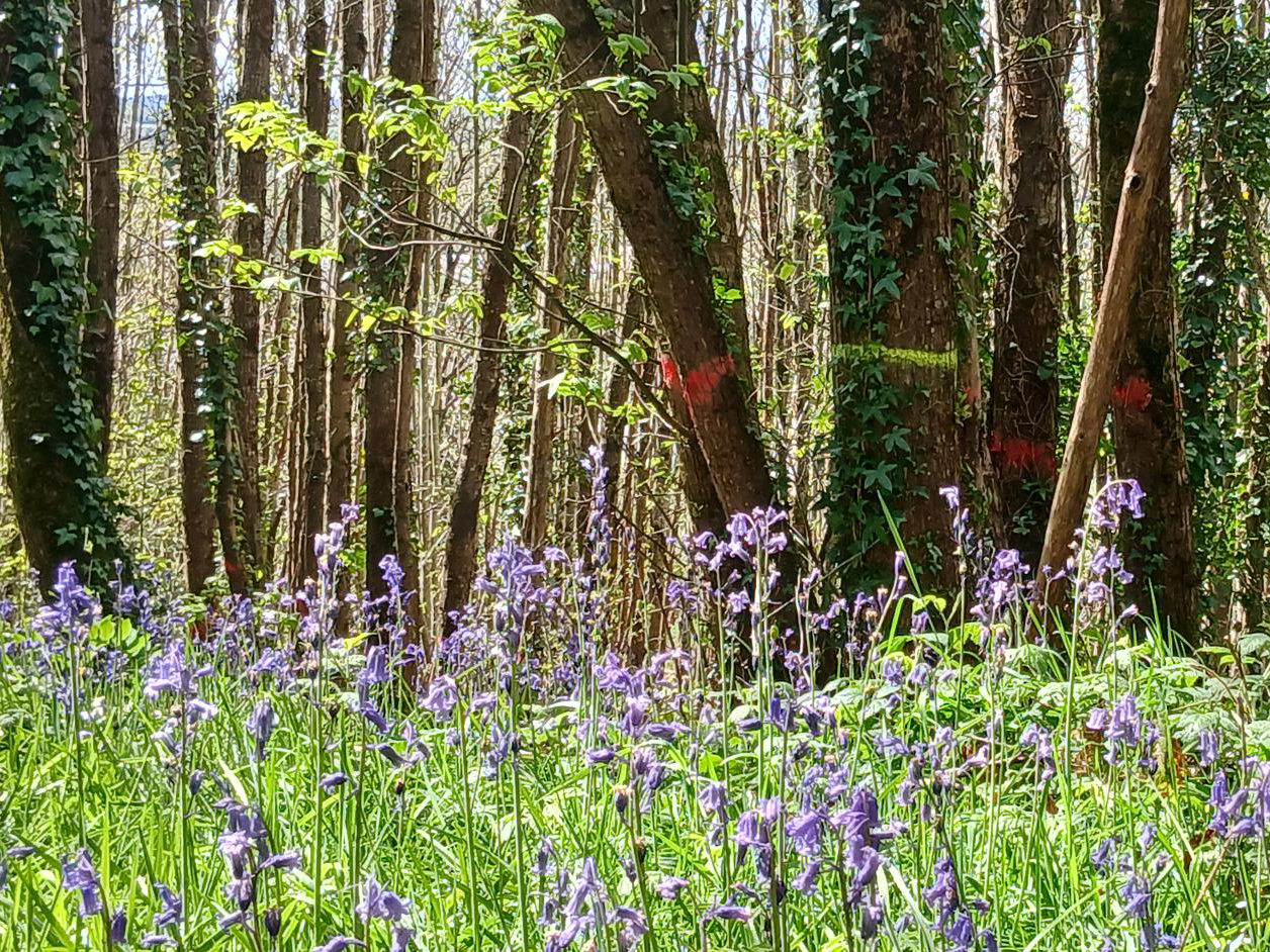 Gestion durable du Bois de la Butte > Les Châtelliers-Châteaumur